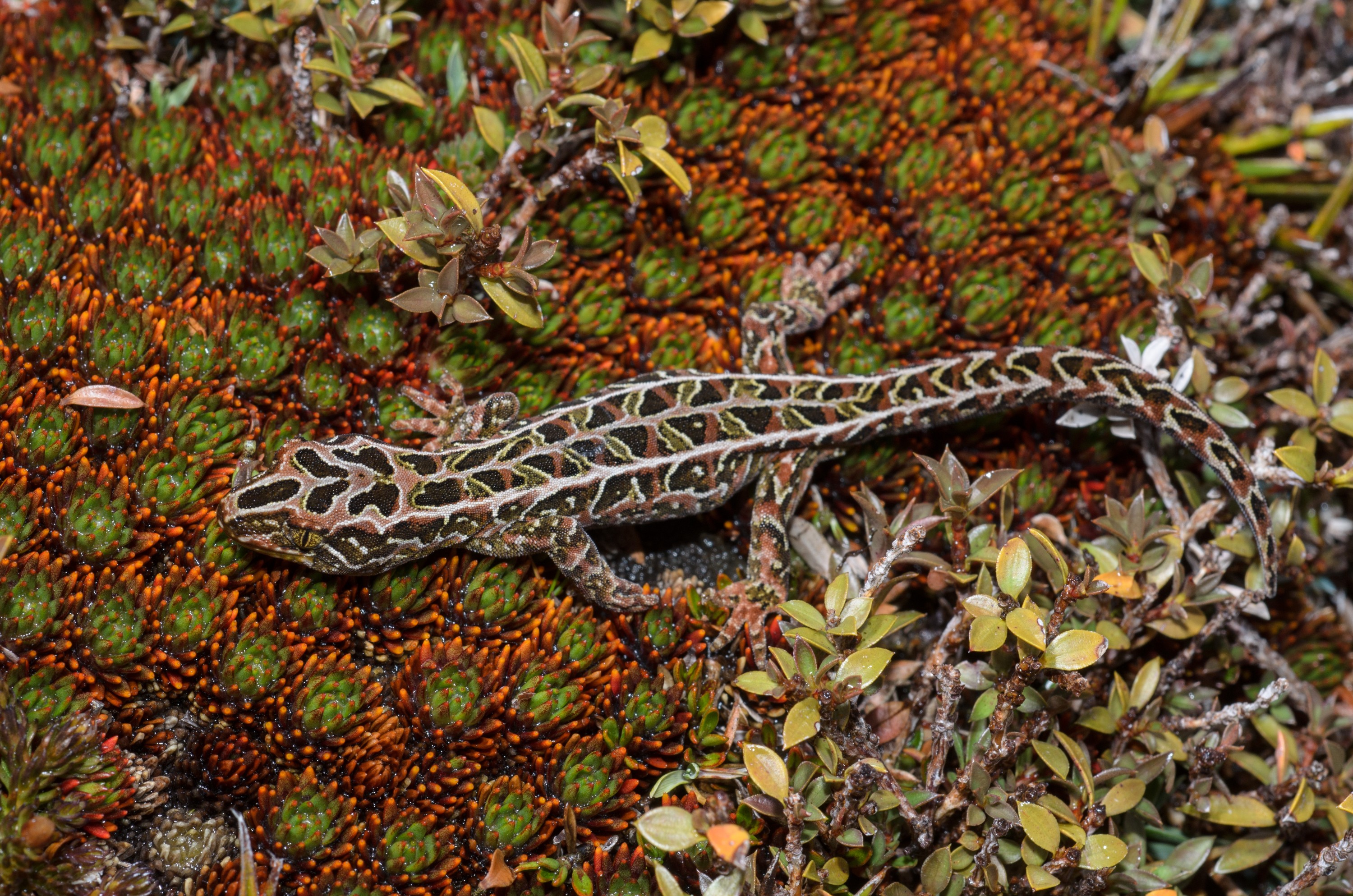 DSC_2836 – Adventure, Crispin, Hoplodactylus, Island, March 2017, National Park, New, New Zealand, Rakiura, South, Stewart, Tukutuku rakiurae, Zealand, amazing, gecko, harlequin gecko, rare, stunning